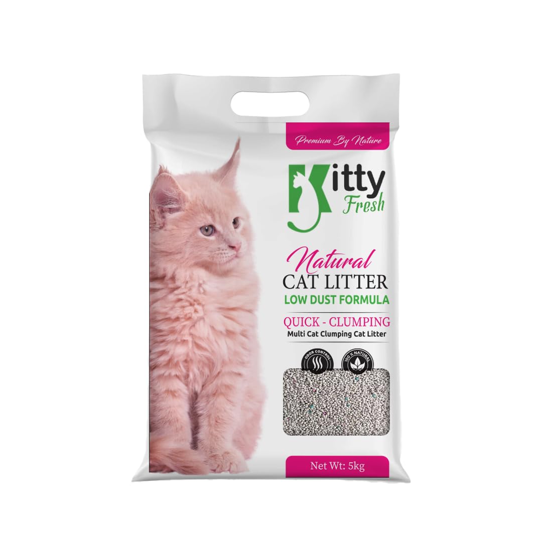 Fresh kitties > – Oh My Pets