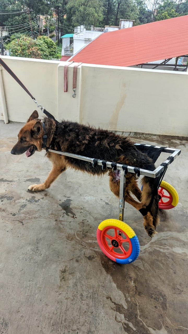 Pet Wheelchair Large
