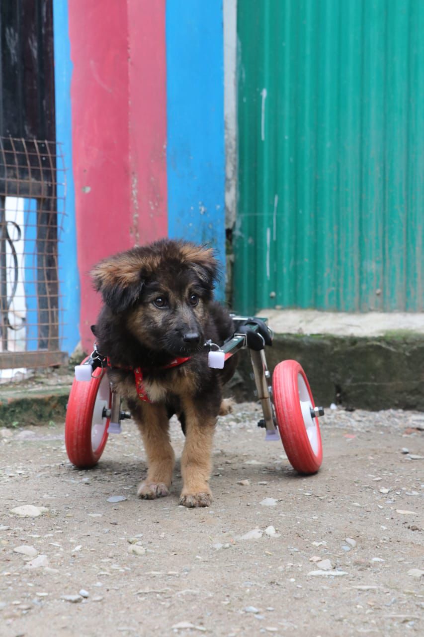 Pet Wheelchair Large