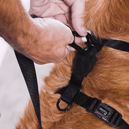 Zeedog Prisma H-Harness