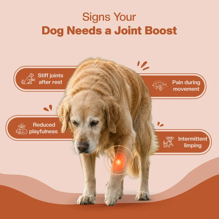 Blep Super Joint Booster 60 gm