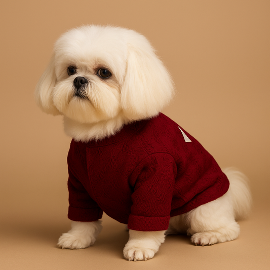 Traditional outfit for dogs